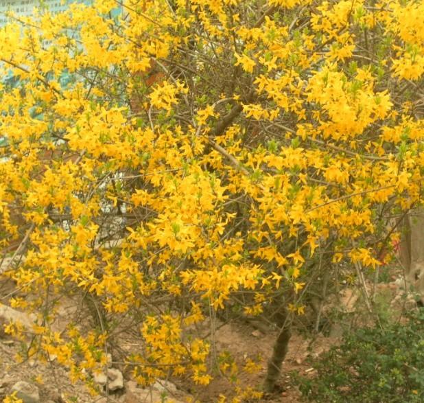 南京私家庭院綠化圖片