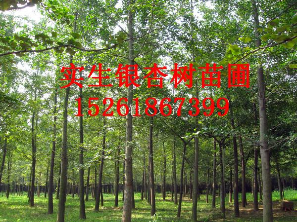 供應拆遷處理銀杏樹價格低