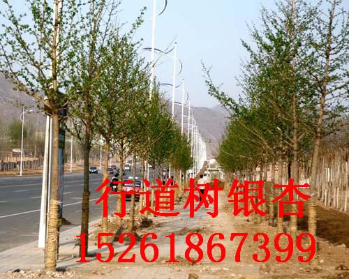 供應(yīng)優(yōu)質(zhì)綠化用銀杏