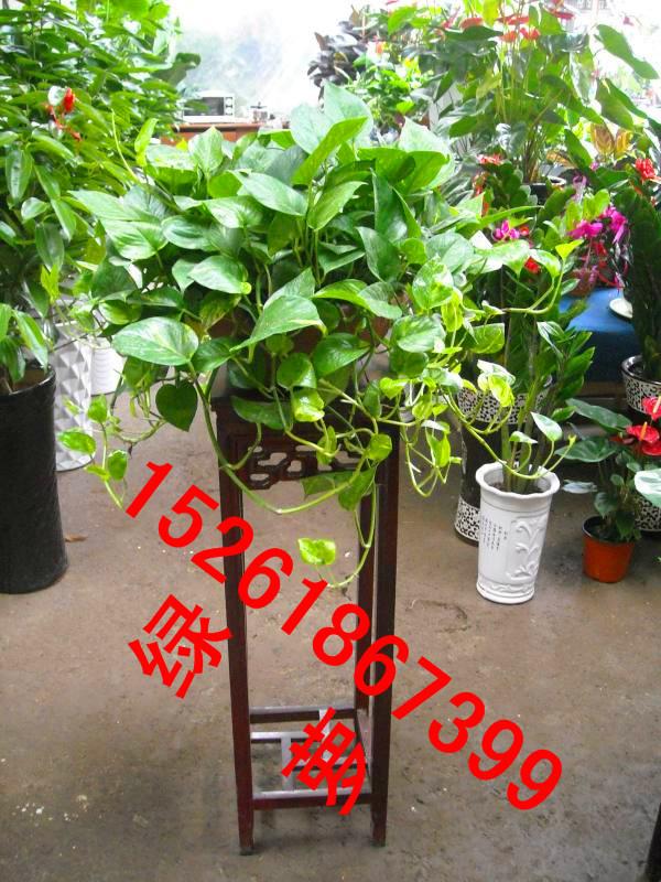 南京花卉租擺價低圖片