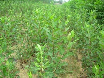 供應(yīng)南京紅富士蘋果苗批發(fā)價(jià)格