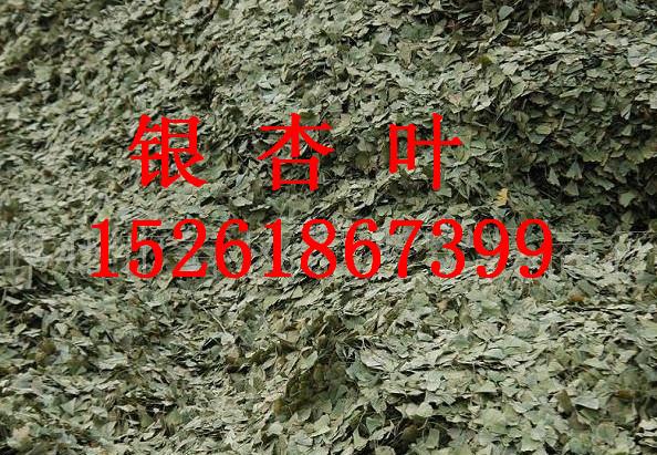 供應(yīng)銀杏樹(shù)銀杏葉銀杏葉片銀杏果