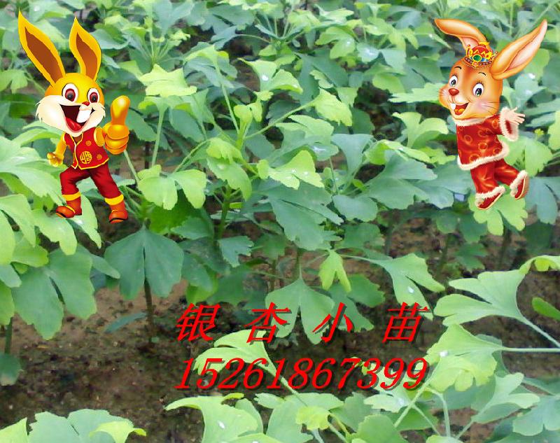 供應(yīng)*出售銀杏樹小苗