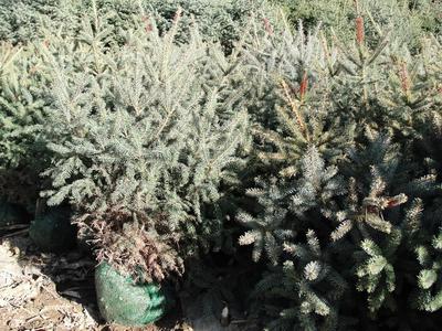 1米以上云杉圖片