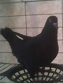 供應(yīng)養(yǎng)殖元寶鴿的地方