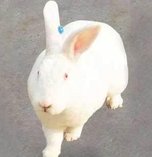 肉兔/山東肉兔批發(fā)供應(yīng)圖片