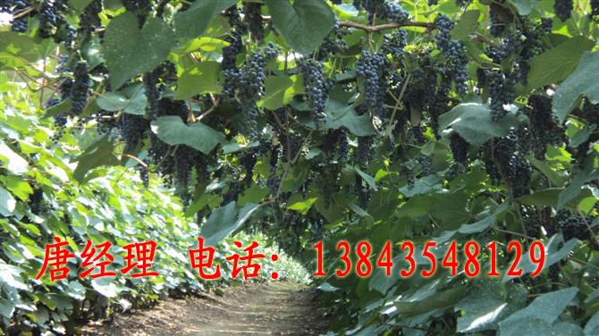 供應(yīng)雙紅葡萄苗