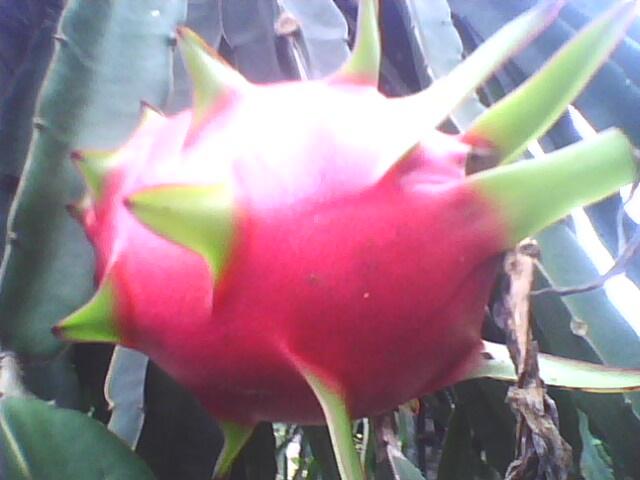 廣西紅龍果火龍果苗報(bào)價(jià)圖片