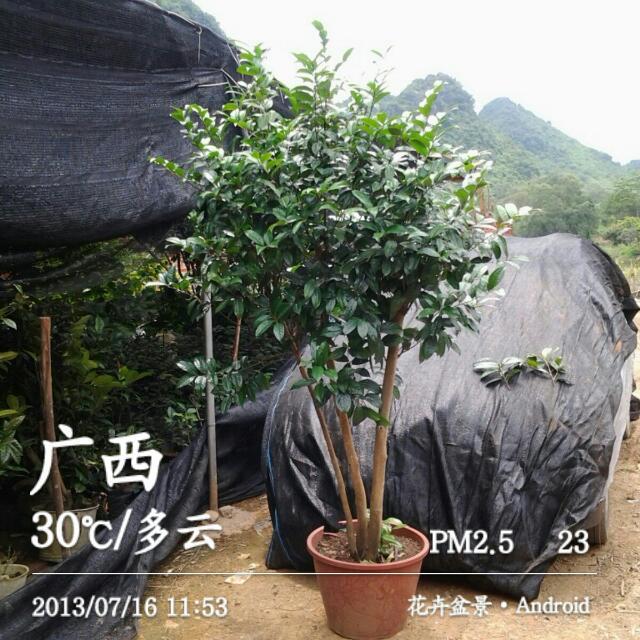 供应金花茶2