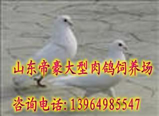 供應(yīng)肉鴿價(jià)格肉鴿養(yǎng)殖賺錢嗎肉鴿養(yǎng)殖場(chǎng)在哪