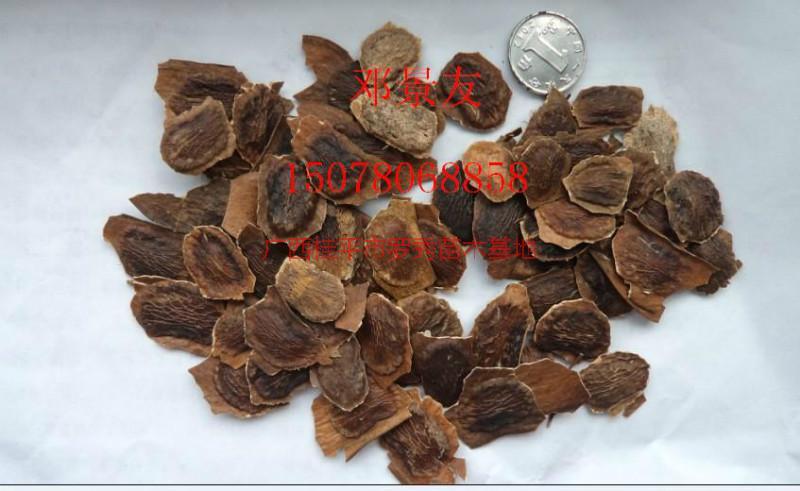 供應(yīng)黃槐小苗價(jià)格種殖技術(shù)