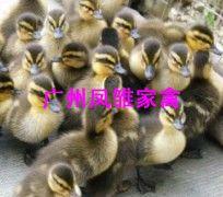 供應廣州良種*苗