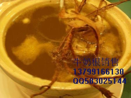 供應(yīng)牛奶根