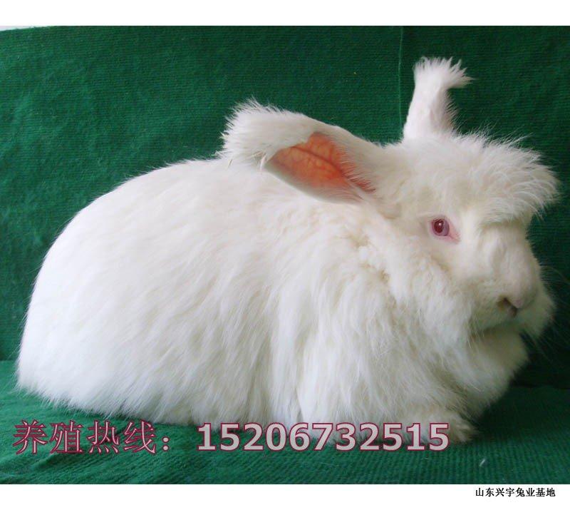 供應中國大型長毛兔養(yǎng)殖場價格/長毛兔養(yǎng)殖成本