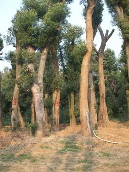 供應(yīng)湖南骨架香樟