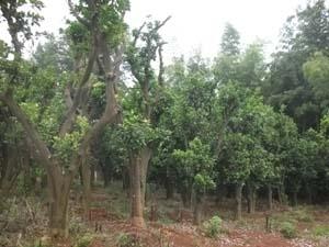 供應(yīng)移栽香泡樹