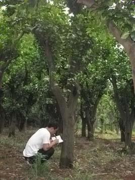 米徑22cm香泡樹圖片