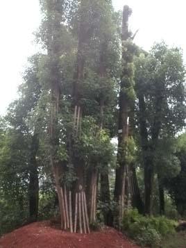 四桿香樟樹圖片