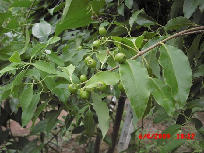 供應(yīng)廣西檀香種子