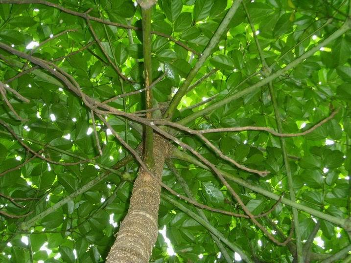 供應海南幌傘楓苗批發(fā)