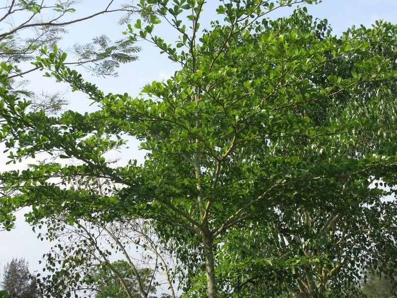 供應小葉欖仁種子