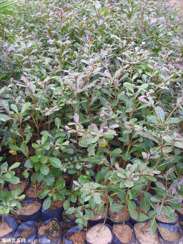 供應(yīng)小葉欖仁價(jià)錢