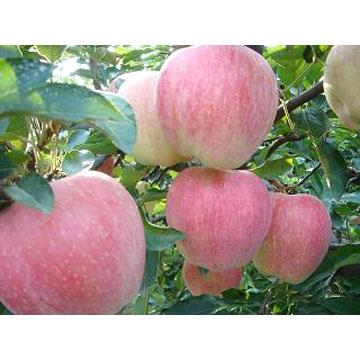 供應(yīng)陜西蘋(píng)果紅富士蘋(píng)果
