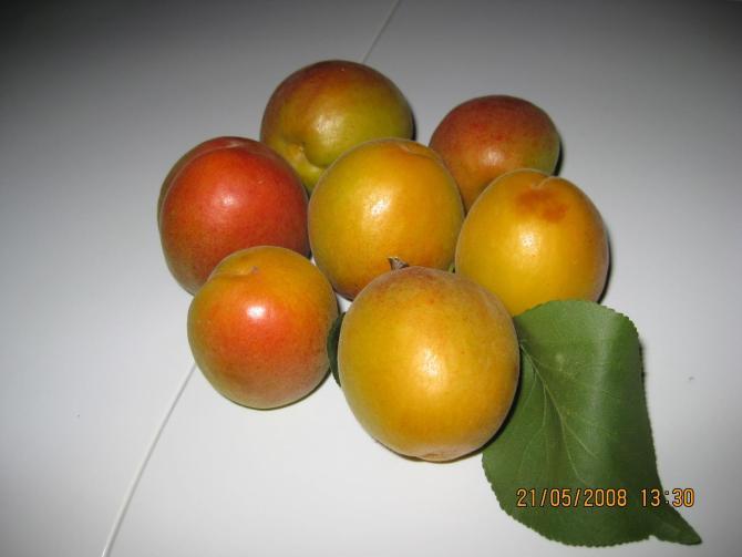 供應陜西杏金太陽杏