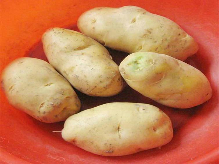 供應(yīng)脫毒土豆種夏波蒂馬鈴薯子價(jià)格