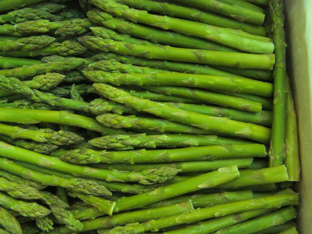 蘆筍種子阿波羅圖片/蘆筍種子阿波羅樣板圖 (3)