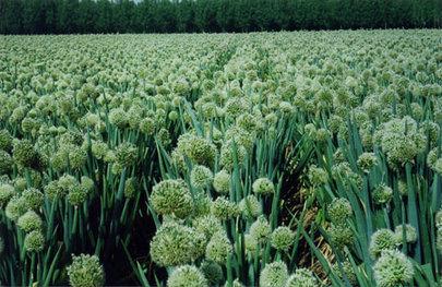 供應(yīng)*大蔥種子中華巨蔥 雜交大蔥種子代理 蔬菜種子網(wǎng)店價(jià)格