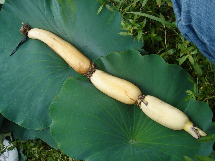 供應(yīng)蓮藕