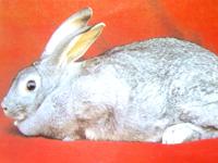 供應(yīng)商品兔種兔
