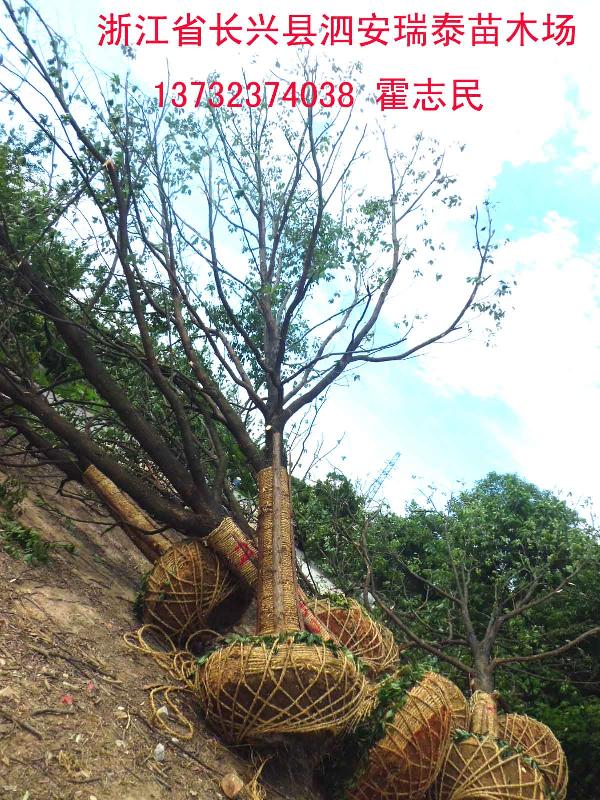 供應(yīng)邵陽香樟樹價(jià)格多少-邵陽香樟樹*的品種-邵陽香樟樹