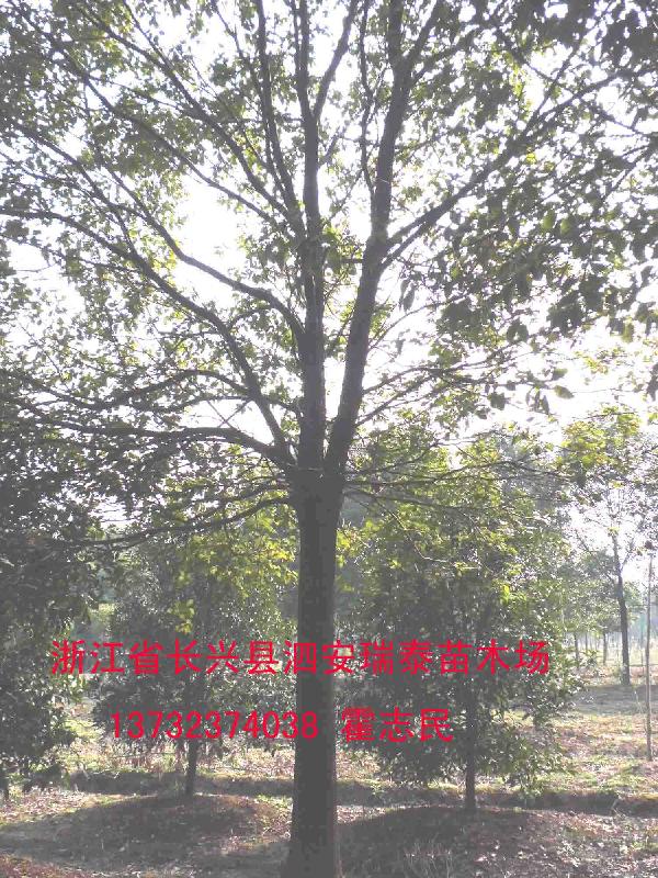 供應(yīng)浙江長興香樟樹苗