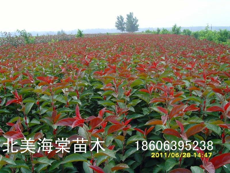 供應(yīng)北美海棠苗木種植基地/ 魯南大型花卉苗木繁育基地