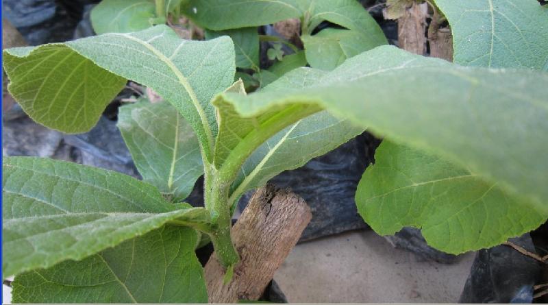 供應(yīng)來(lái)賓柚木直銷前景柚木苗直銷