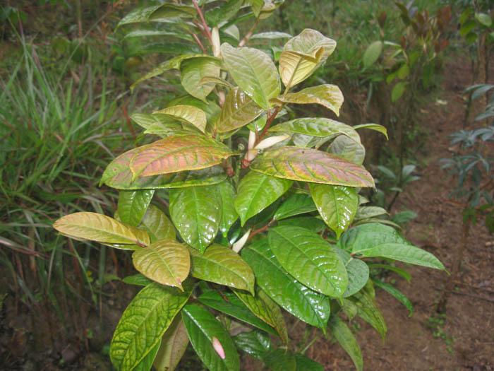金花茶圖片/金花茶樣板圖 (4)