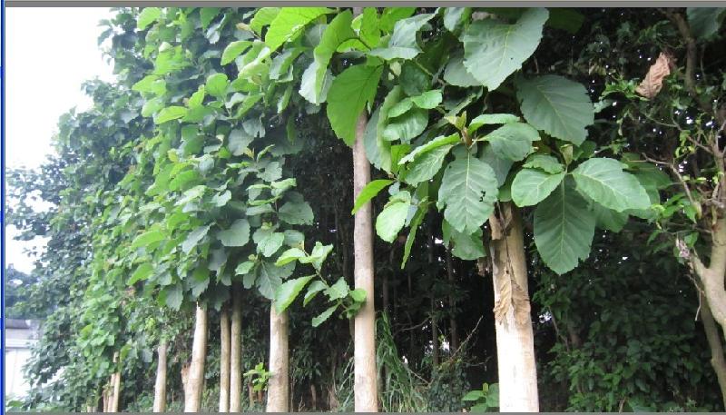 供應臺山種植柚木前景南寧柚木苗批發(fā)