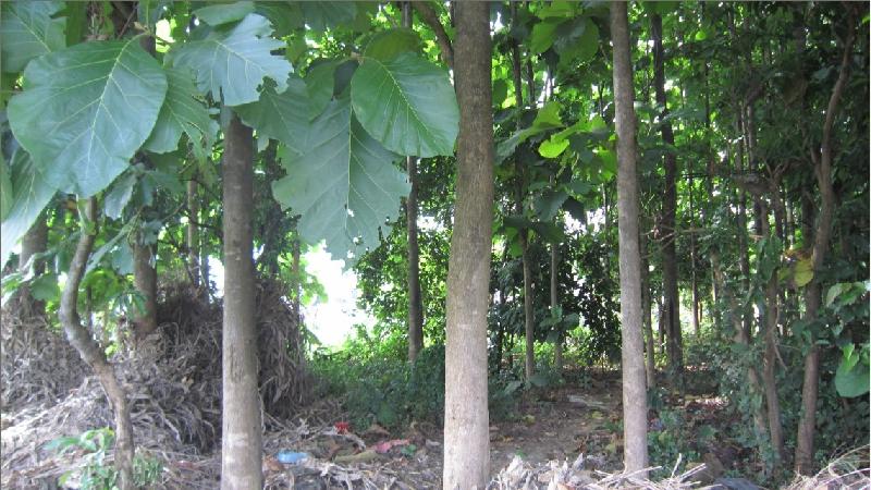 供應(yīng)珍貴樹防城港柚木苗價(jià)格