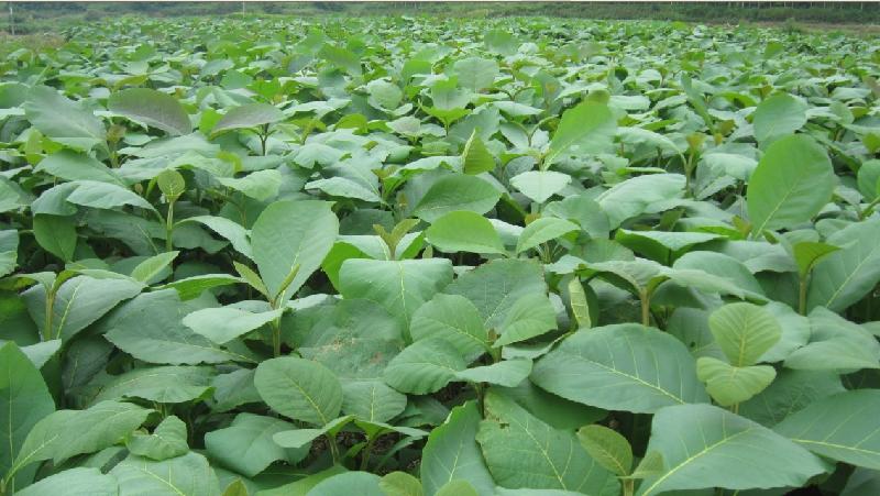 供應(yīng)柚木種子柚木苗柚木樹苗批發(fā)價(jià)格