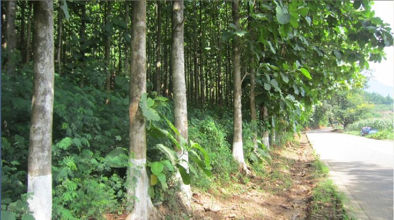 供應(yīng)廣寧種植柚木前景南寧柚木苗批發(fā)