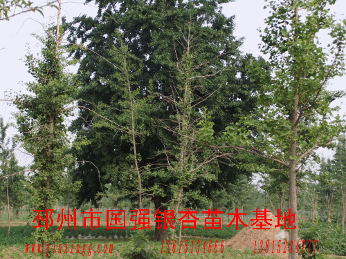 供應(yīng)安徽銀杏樹價格