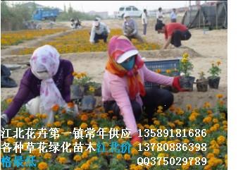 紅葉小檗圖片/紅葉小檗樣板圖 (3)