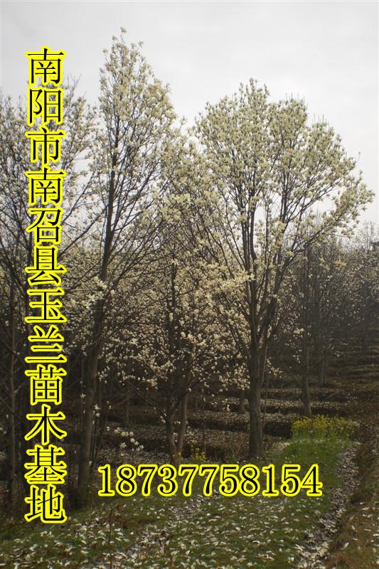玉蘭樹3到60公分大量出售圖片/玉蘭樹3到60公分大量出售樣板圖 (2)