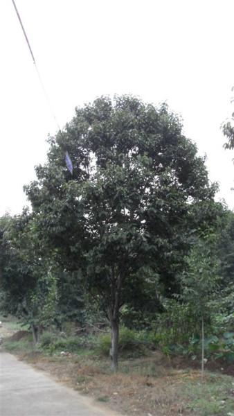 供應(yīng)廣玉蘭樹苗價格，河南廣玉蘭樹苗價格，南陽廣玉蘭樹苗價格