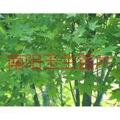青島五角楓苗圖片/青島五角楓苗樣板圖 (2)