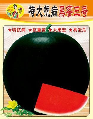 特大抗病黑蜜三號(hào)圖片