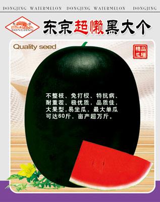 東京超懶黑大個(gè)圖片