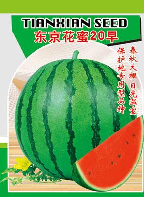 東京花蜜20早圖片